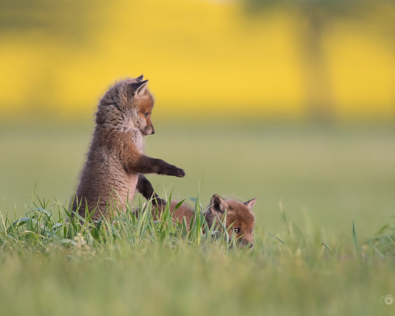 Обои трава, фон, игра, малыши, лисята, мило но как скачать, grass, background, the game, kids, cubs, nice but how to download разрешение 2048x1365 Загрузить