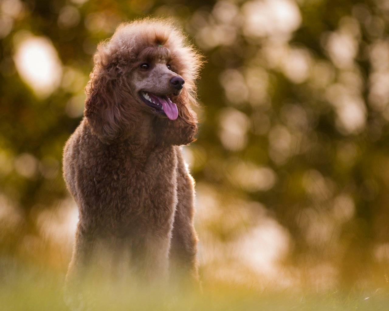 Обои взгляд, собака, размытость, язык, пудель, birgit chytracek, look, dog, blur, language, poodle разрешение 1920x1200 Загрузить