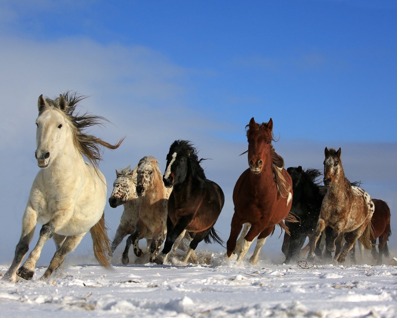 Обои небо, снег, природа, животные, лошади, кони, грива, бег, the sky, snow, nature, animals, horse, horses, mane, running разрешение 2048x1463 Загрузить