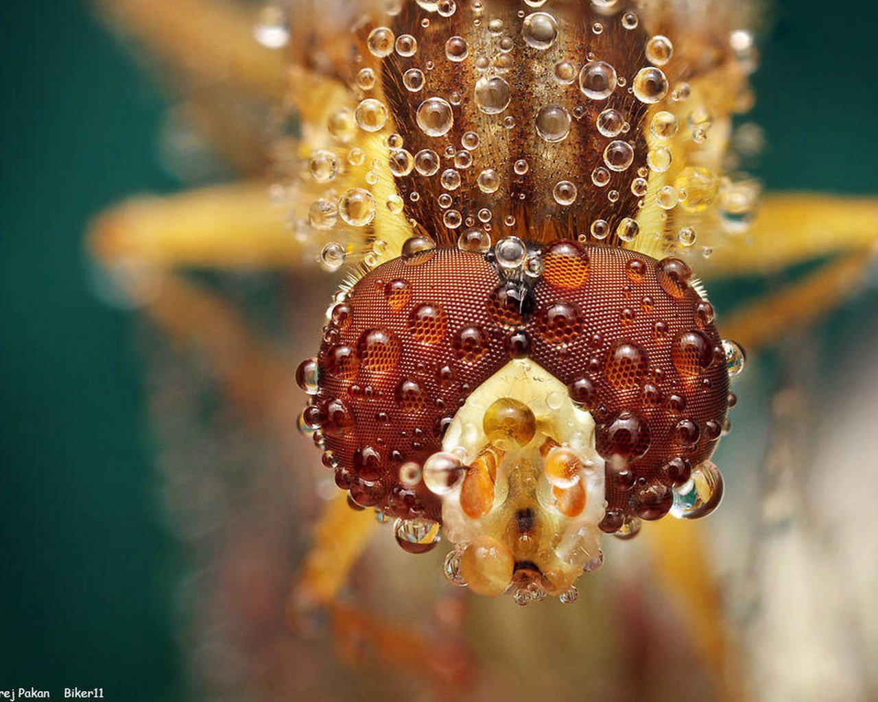 Обои глаза, макро, насекомое, капли, муха, ondrej pakan, eyes, macro, insect, drops, fly разрешение 1920x1262 Загрузить