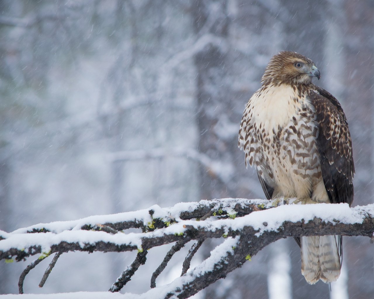 Обои снег, лес, зима, ветки, птица, клюв, перья, ястреб, snow, forest, winter, branches, bird, beak, feathers, hawk разрешение 3600x2400 Загрузить