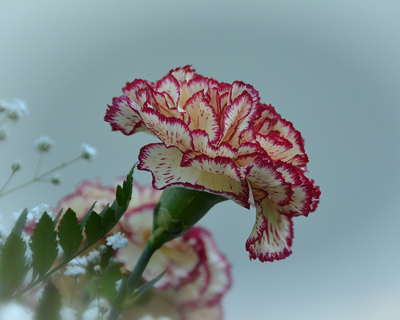 Обои цветы, цветок, гвоздика, гипсофила, flowers, flower, carnation, gypsophila разрешение 6000x4000 Загрузить