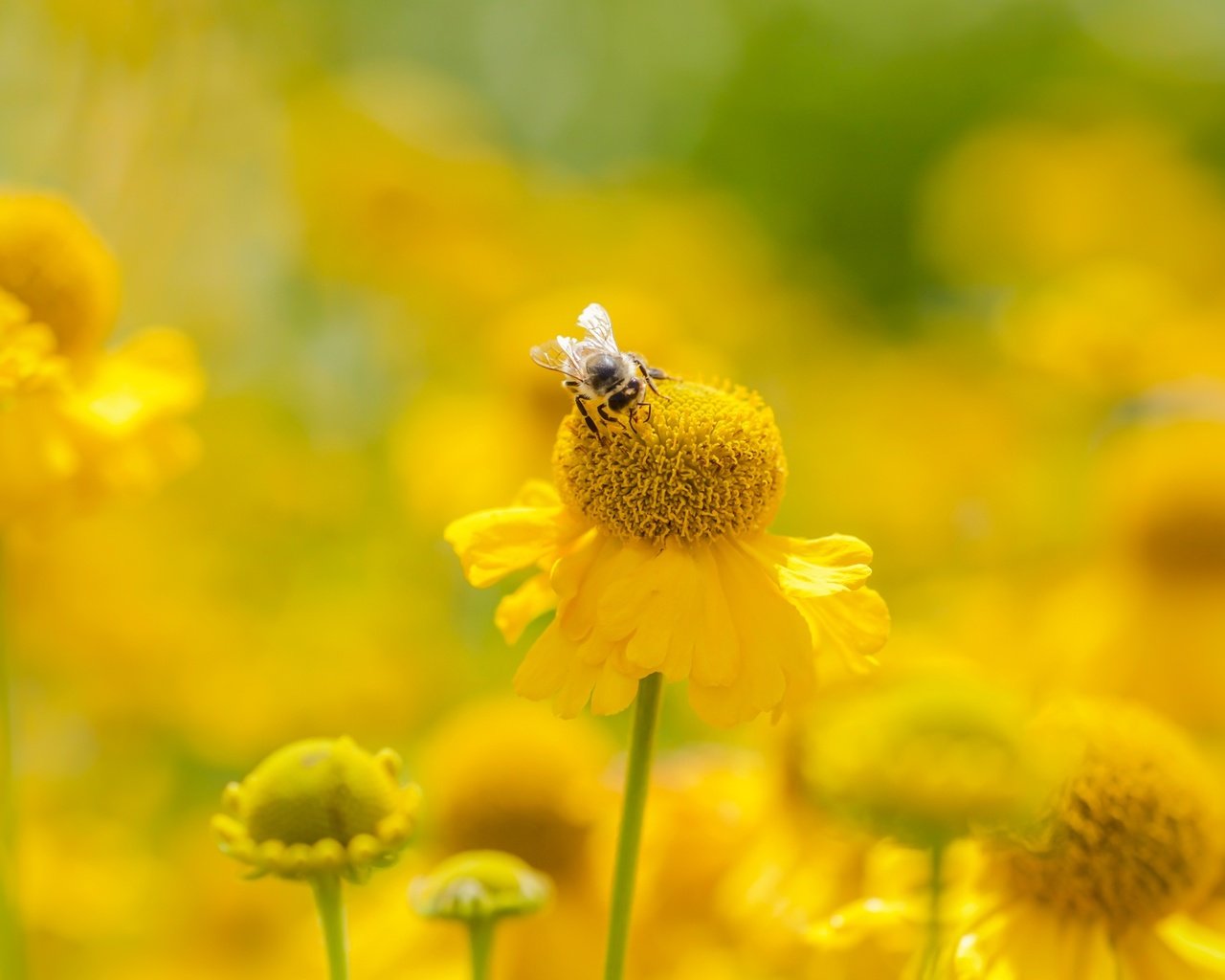 Обои цветы, насекомое, лето, размытость, пчела, желтые, flowers, insect, summer, blur, bee, yellow разрешение 2400x1350 Загрузить