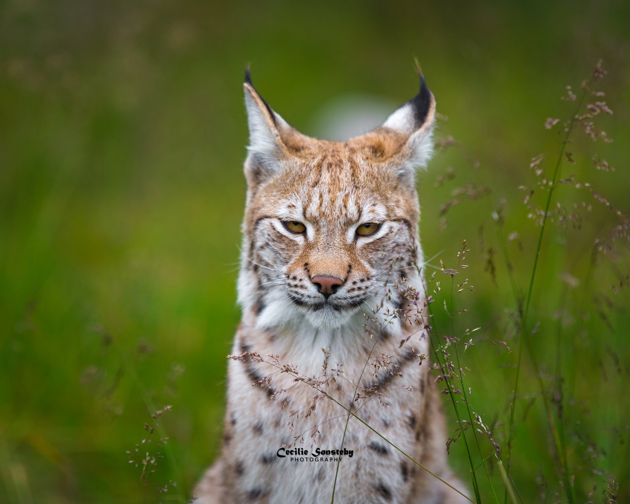 Обои трава, рысь, мордочка, взгляд, ушки, grass, lynx, muzzle, look, ears разрешение 2048x1365 Загрузить