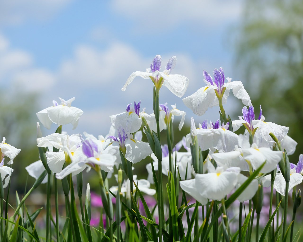 Обои цветение, белые, много, ирисы, flowering, white, a lot, irises разрешение 2048x1365 Загрузить