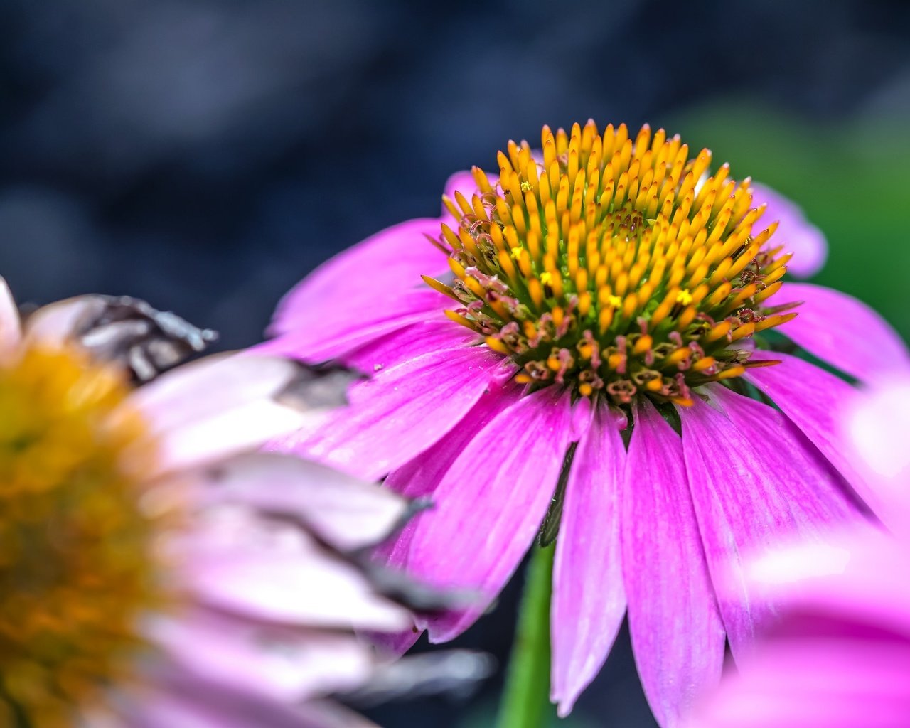 Обои макро, цветок, лепестки, розовый, эхинацея, macro, flower, petals, pink, echinacea разрешение 2048x1365 Загрузить