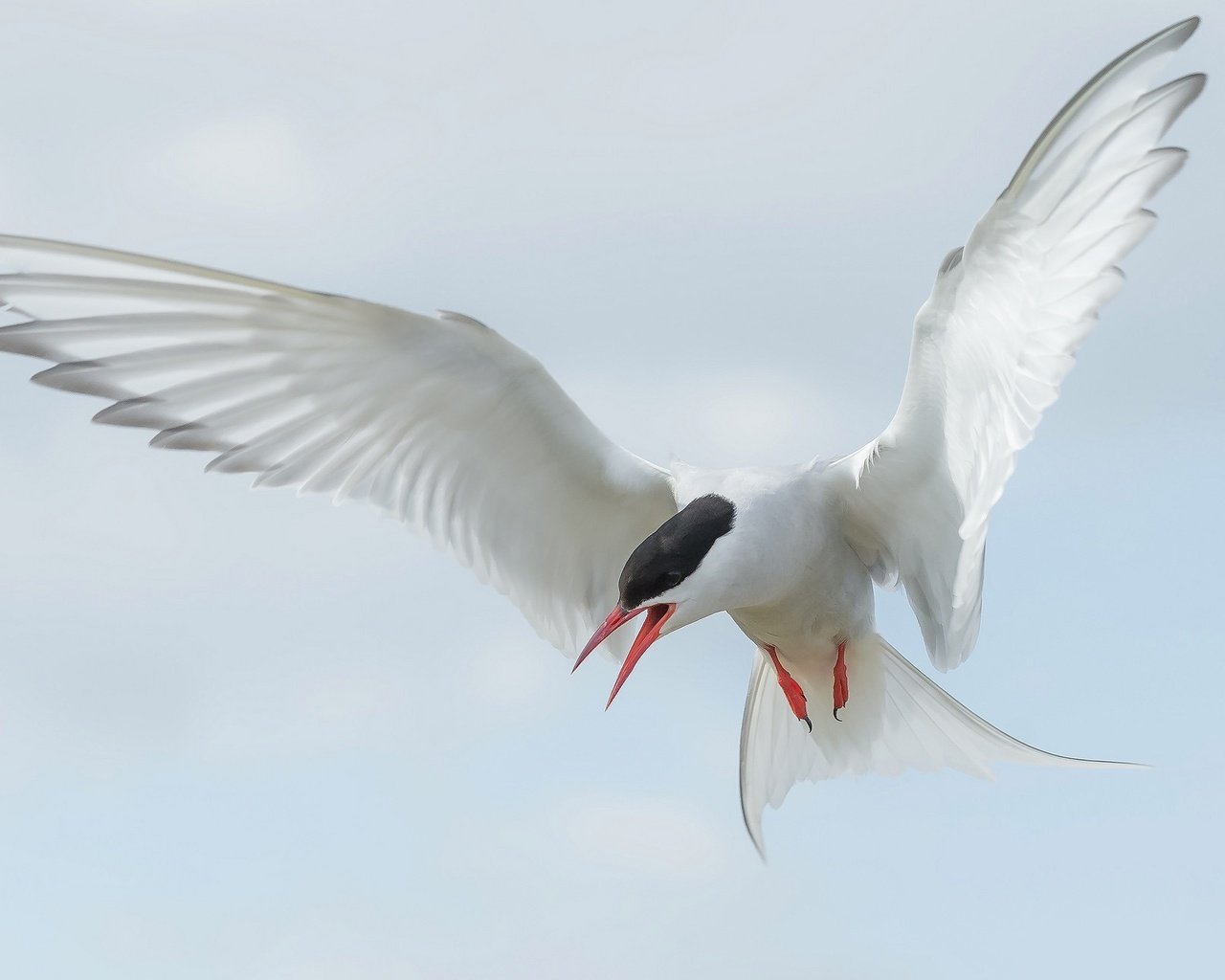 Обои полет, крылья, птица, клюв, хвост, полярная крачка, flight, wings, bird, beak, tail, arctic tern разрешение 2048x1296 Загрузить