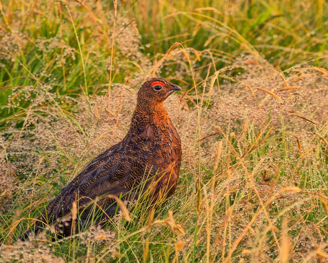 Обои трава, природа, птица, клюв, перья, куропатка, кожаная куртка, grass, nature, bird, beak, feathers, partridge, leather jacket разрешение 2048x1276 Загрузить