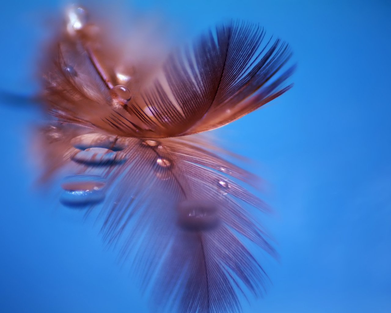 Обои макро, отражение, капли, перо, перышко, macro, reflection, drops, pen, a feather разрешение 1920x1200 Загрузить