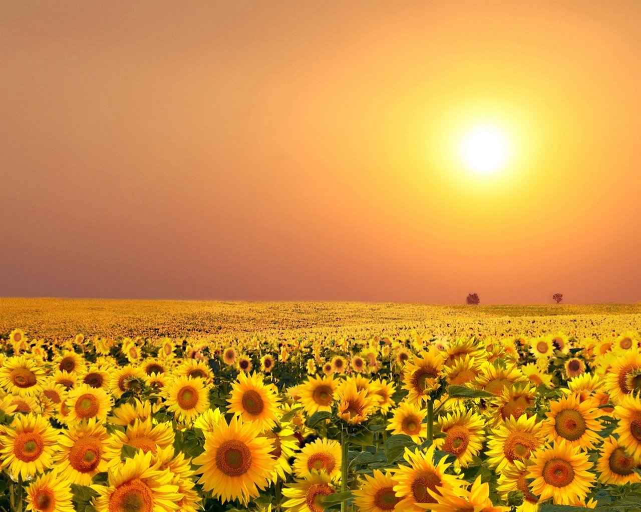 Обои цветы, солнце, поле, лето, подсолнухи, flowers, the sun, field, summer, sunflowers разрешение 2000x1248 Загрузить