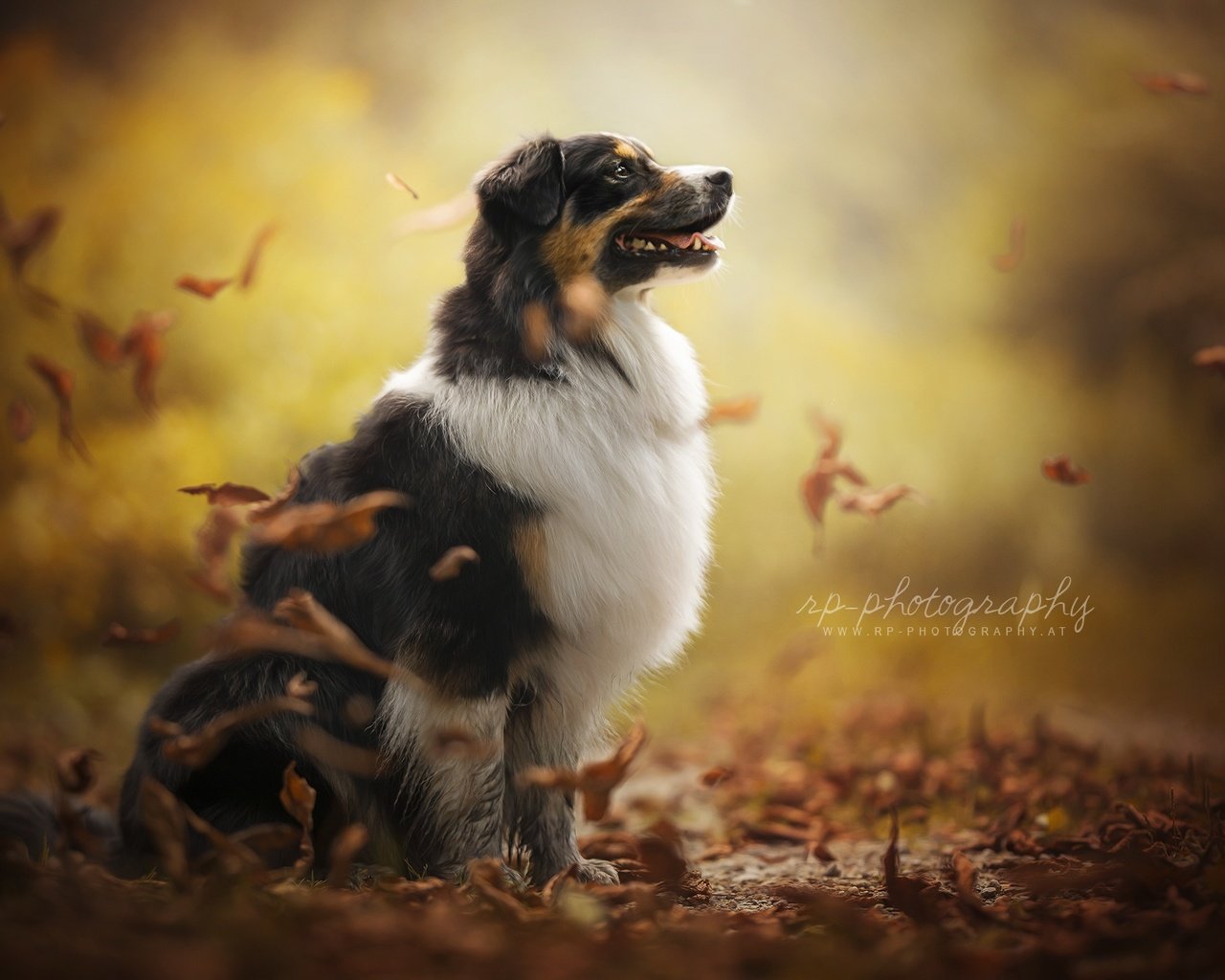 Обои осень, собака, друг, австралийская овчарка, dackelpup, juno, autumn, dog, each, australian shepherd разрешение 2048x1300 Загрузить