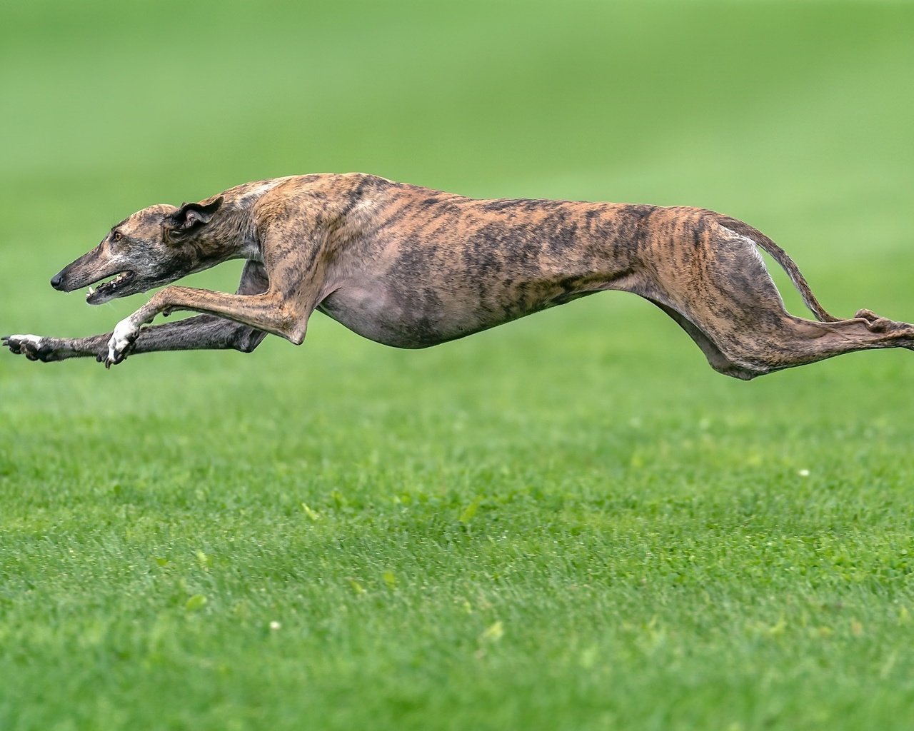 Обои трава, собака, друг, бег, борзая, grass, dog, each, running, greyhound разрешение 2048x1152 Загрузить