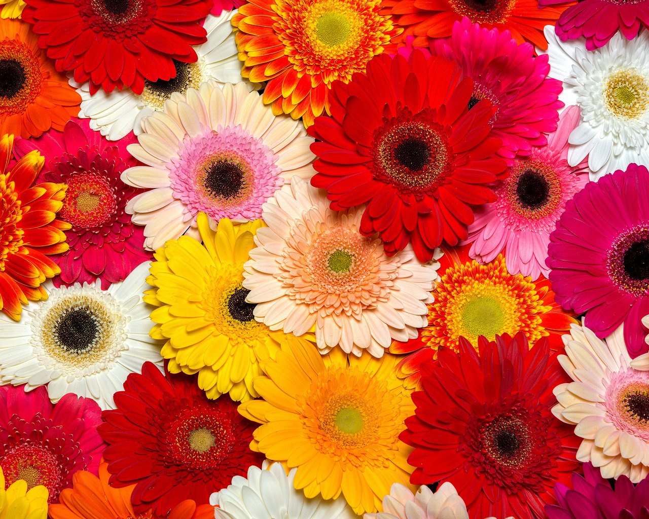 Обои цветы, лепестки, герберы, flowers, petals, gerbera разрешение 3840x2400 Загрузить