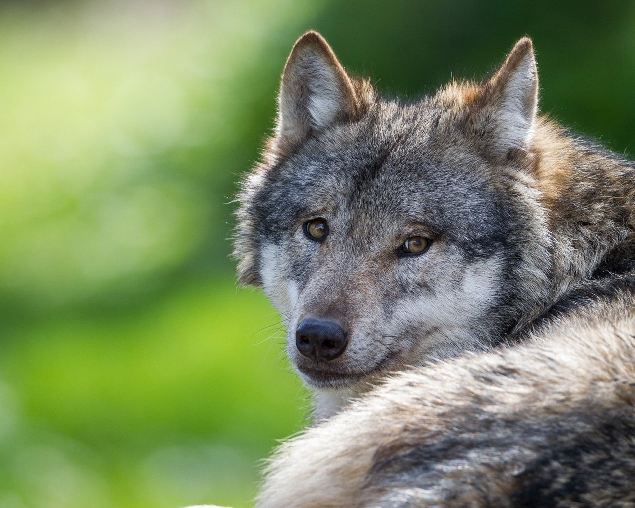 Обои глаза, взгляд, хищник, волк, eyes, look, predator, wolf разрешение 1920x1200 Загрузить