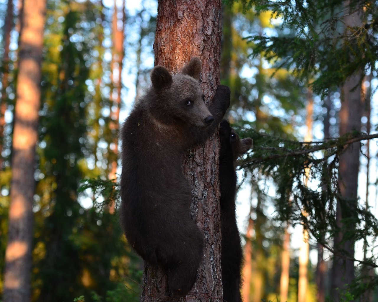 Обои деревья, лес, медведи, медвежата, trees, forest, bears разрешение 2048x1356 Загрузить