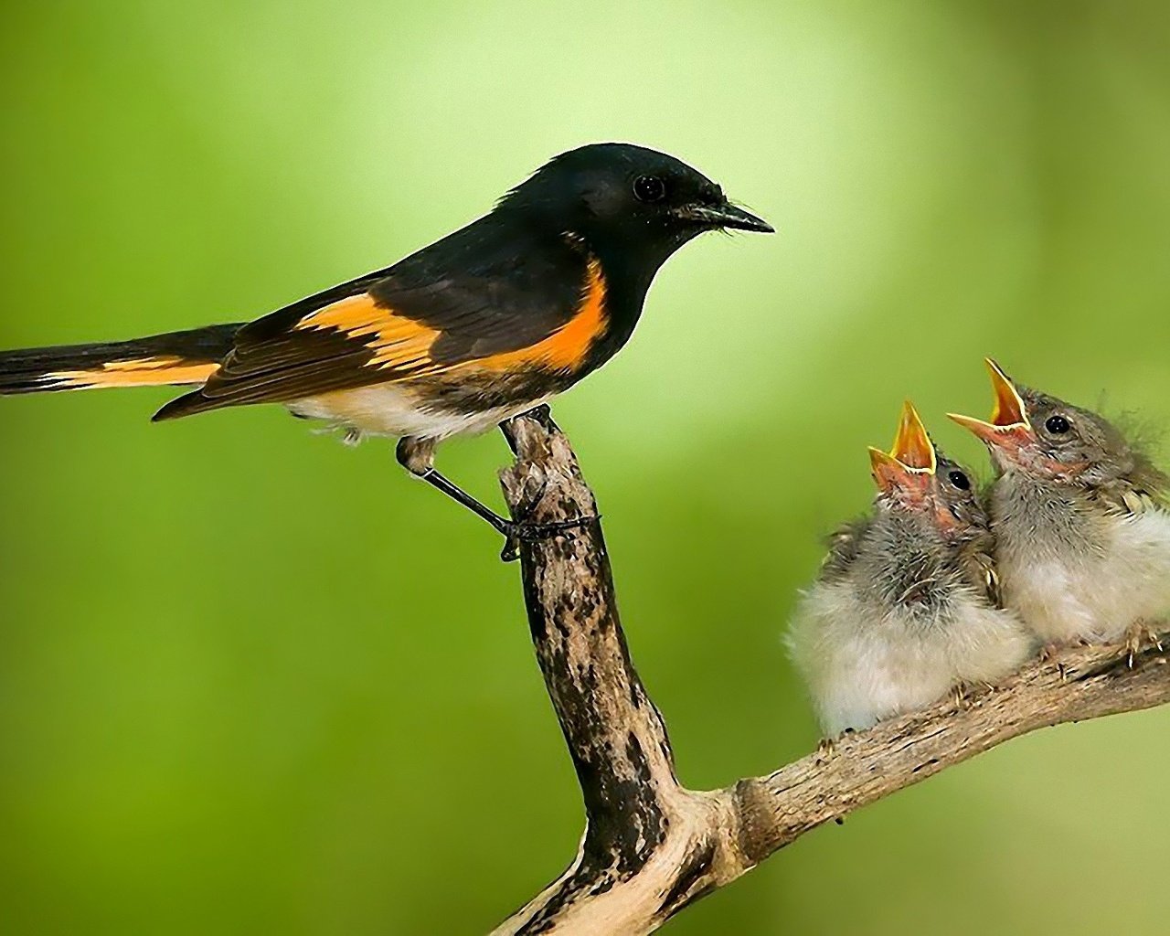 Обои ветка, природа, птицы, забота, птенцы, гнездо, горихвостка, branch, nature, birds, care, chicks, socket, redstart разрешение 1920x1200 Загрузить