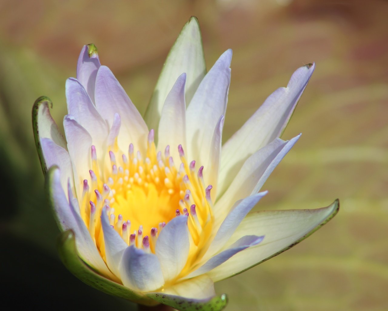 Обои макро, цветок, лепестки, кувшинка, водяная лилия, macro, flower, petals, lily, water lily разрешение 5184x3456 Загрузить