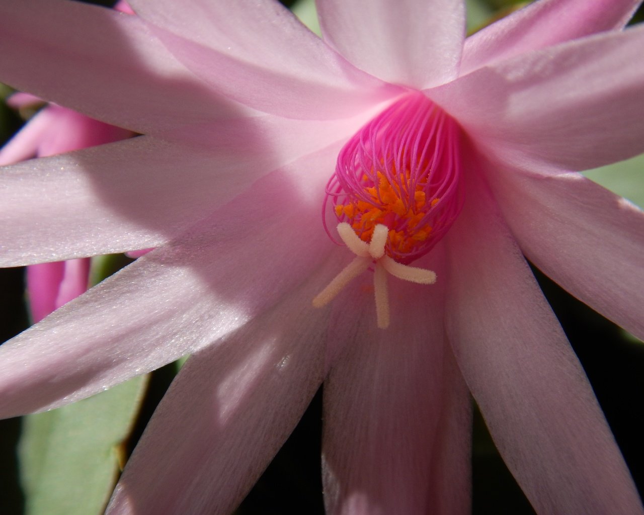 Обои цветение, цветок, лепестки, кактус, розовый цветок, flowering, flower, petals, cactus, pink flower разрешение 4608x3456 Загрузить