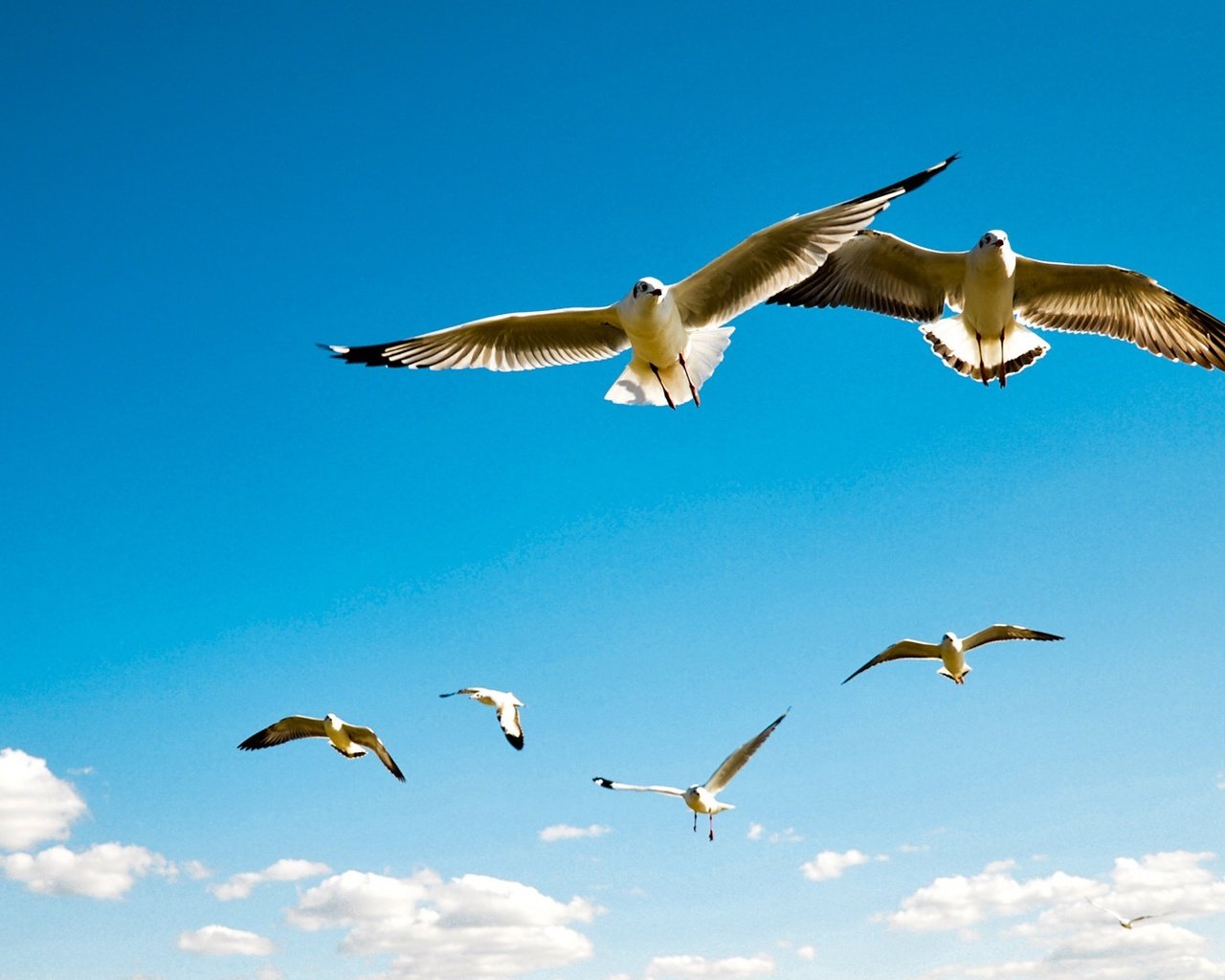 Обои небо, облака, полет, крылья, птицы, чайки, the sky, clouds, flight, wings, birds, seagulls разрешение 1920x1080 Загрузить