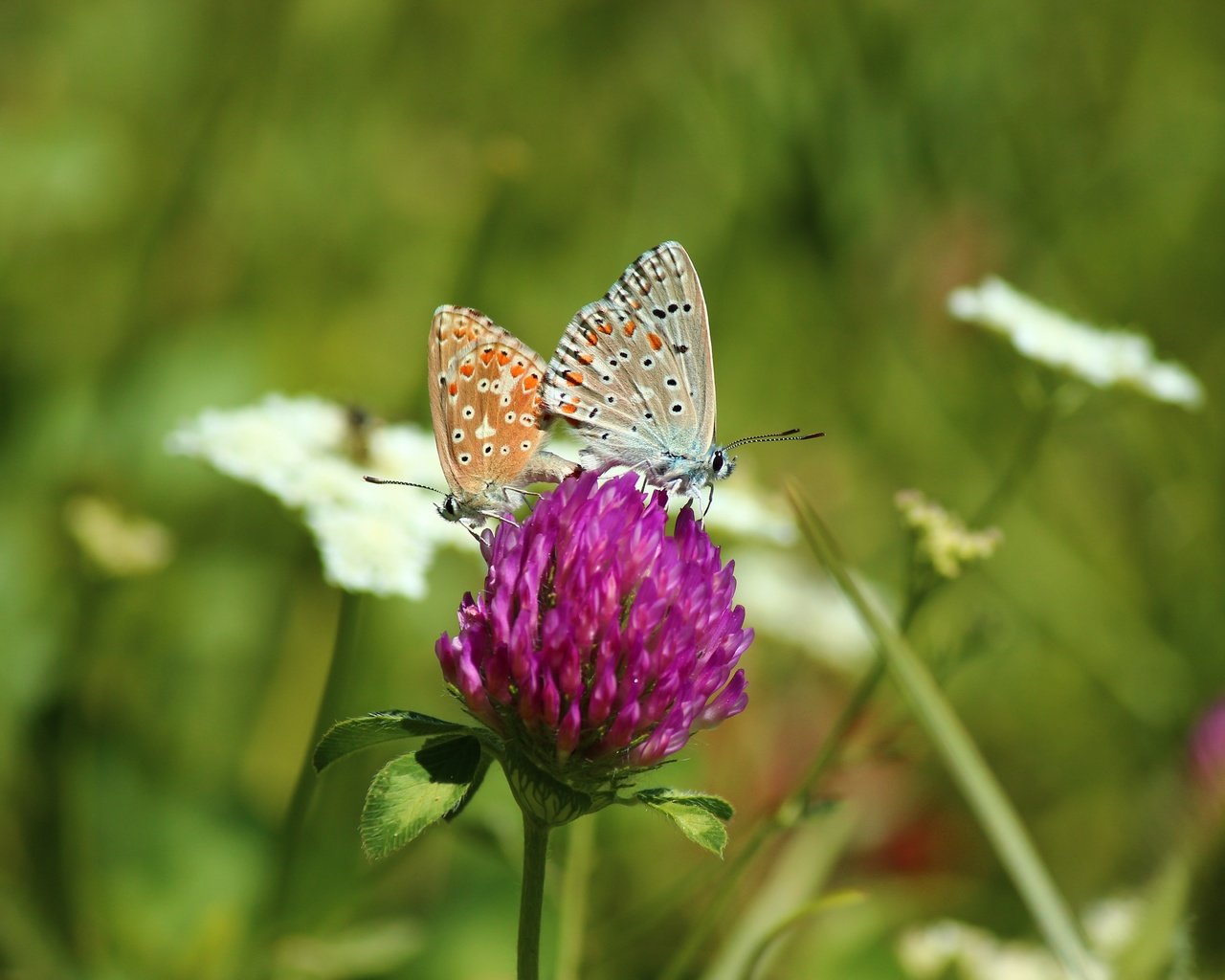 Обои цветы, клевер, насекомые, бабочки, flowers, clover, insects, butterfly разрешение 5184x3456 Загрузить