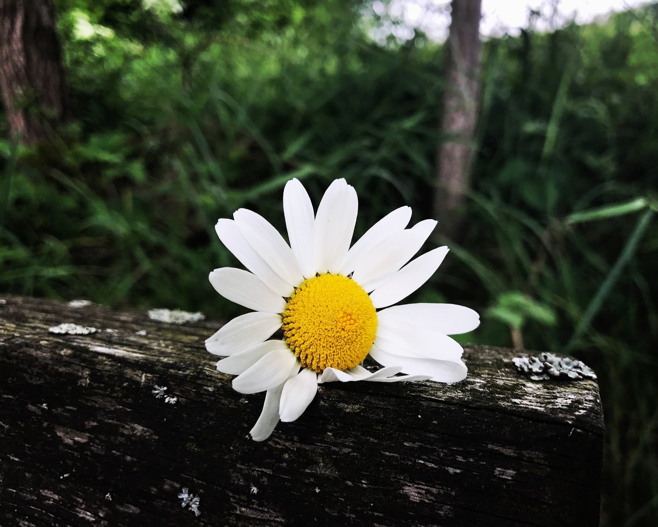 Обои трава, лепестки, ромашка, белый цветок, grass, petals, daisy, white flower разрешение 4032x3022 Загрузить