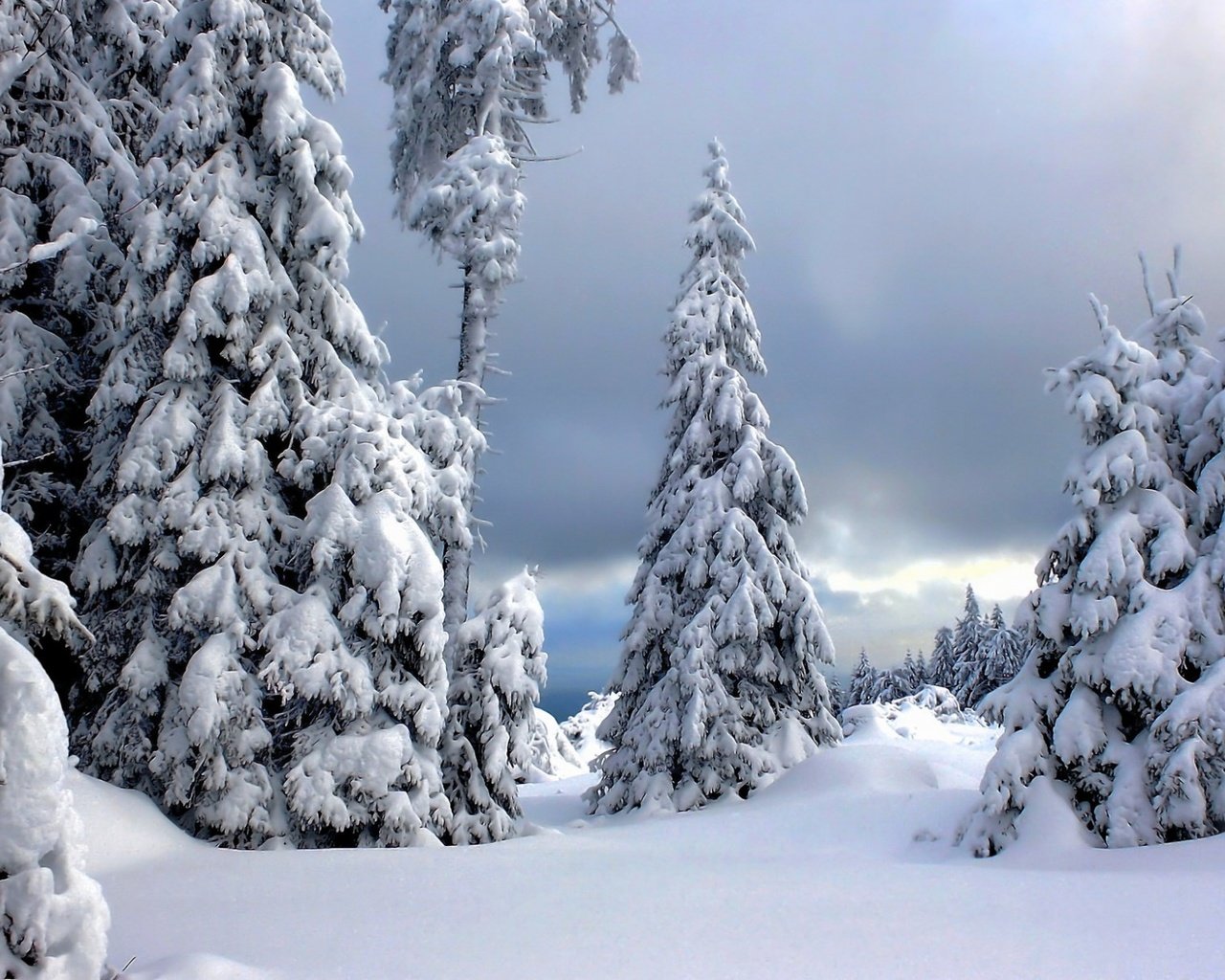 Обои деревья, снег, природа, лес, зима, ели, trees, snow, nature, forest, winter, ate разрешение 1920x1200 Загрузить