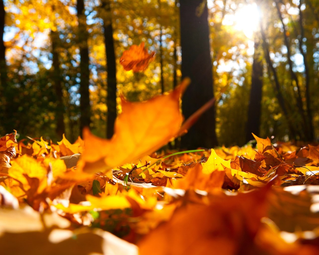 Обои деревья, природа, лес, листья, макро, пейзаж, осень, trees, nature, forest, leaves, macro, landscape, autumn разрешение 8576x5696 Загрузить