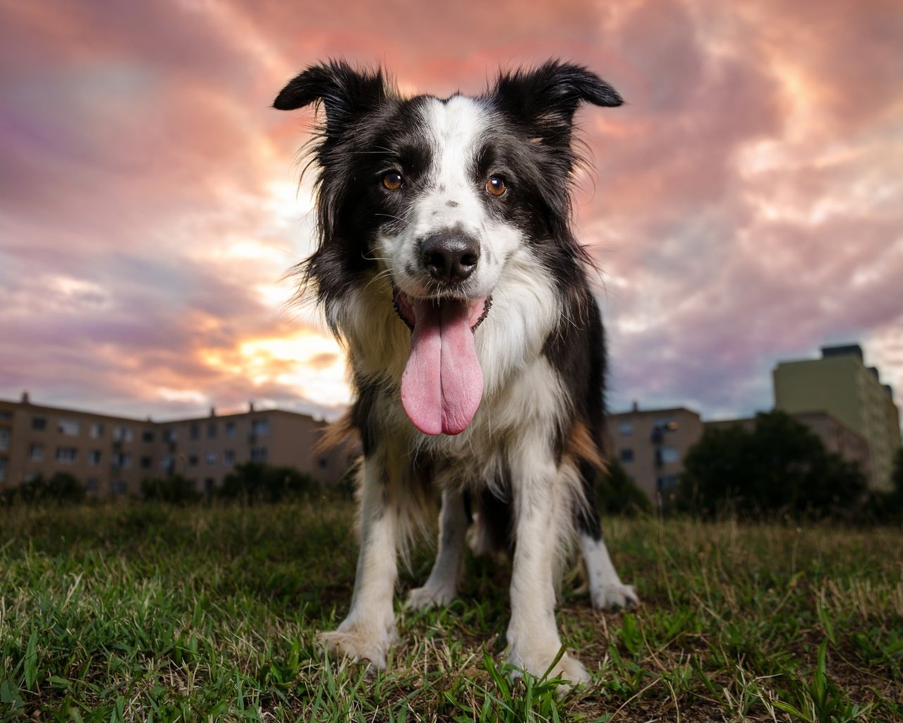 Обои вечер, закат, собака, язык, бордер-колли, the evening, sunset, dog, language, the border collie разрешение 2048x1304 Загрузить