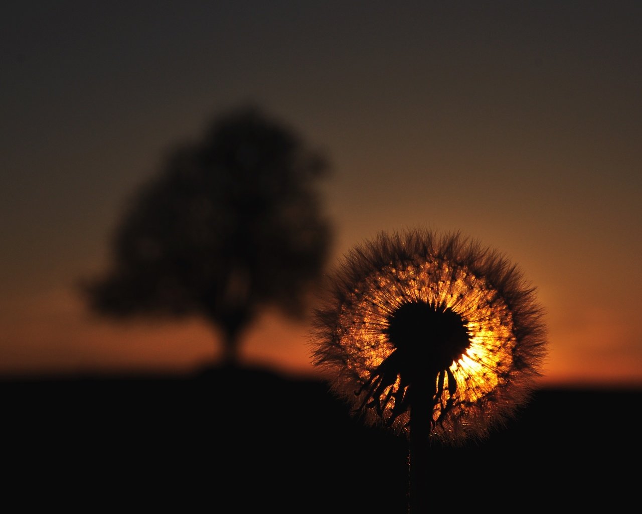 Обои закат, цветок, одуванчик, пушинки, былинки, sunset, flower, dandelion, fuzzes, blade разрешение 4288x2848 Загрузить