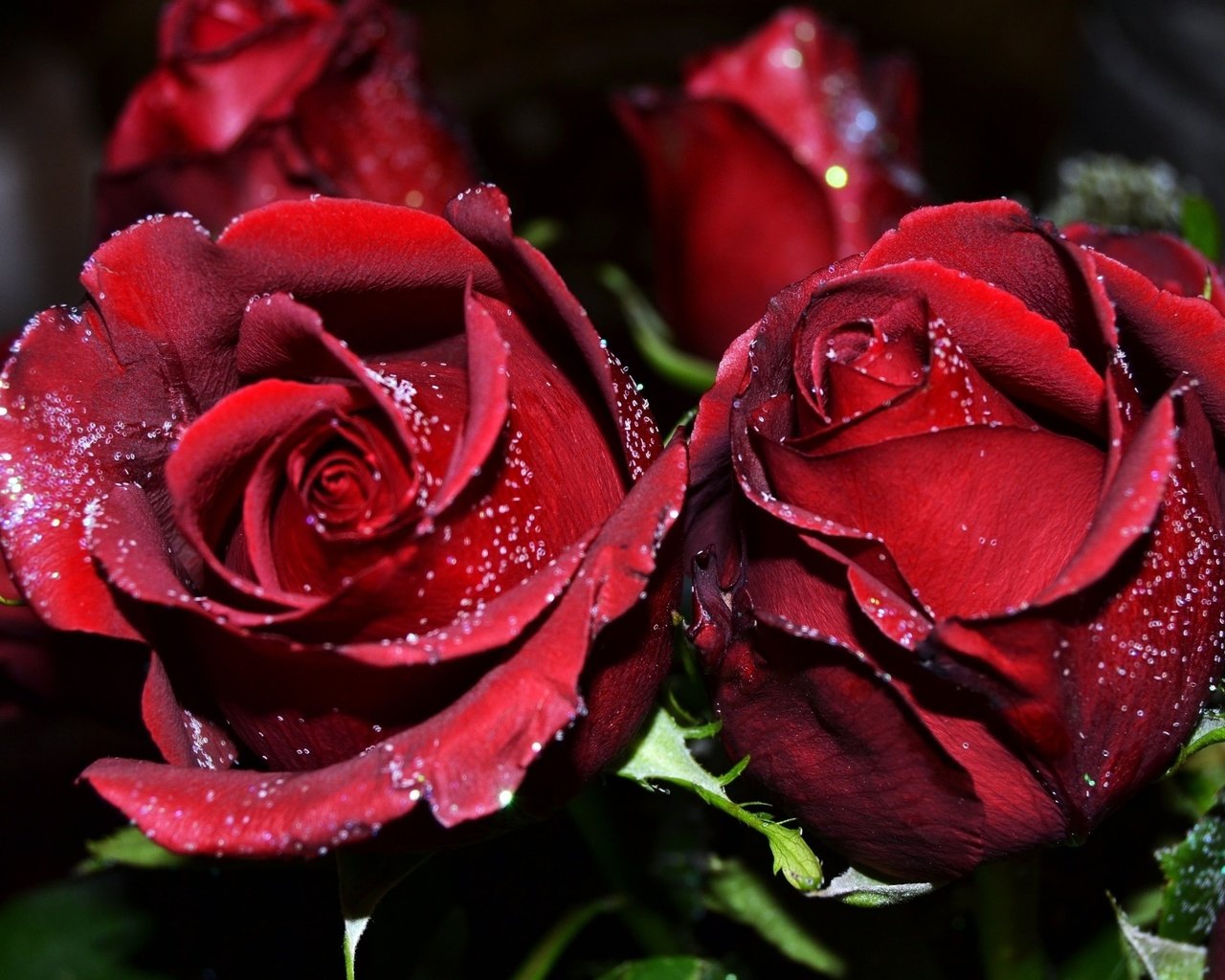 Обои бутоны, роса, капли, розы, лепестки, бордовые, buds, rosa, drops, roses, petals, burgundy разрешение 2560x1600 Загрузить