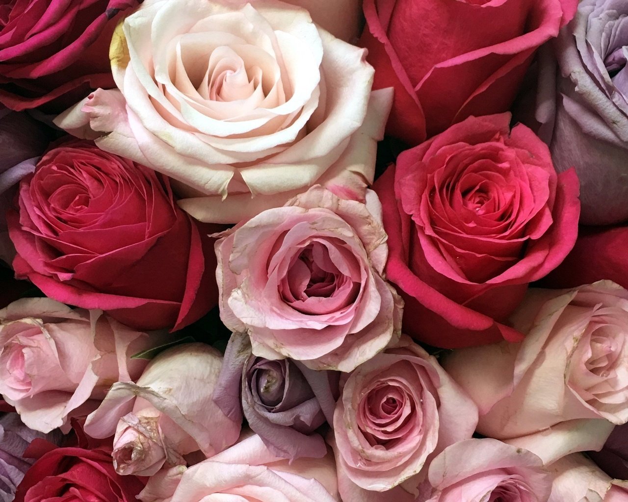 Обои цветы, розы, разноцветные, букет, flowers, roses, colorful, bouquet разрешение 2560x1576 Загрузить