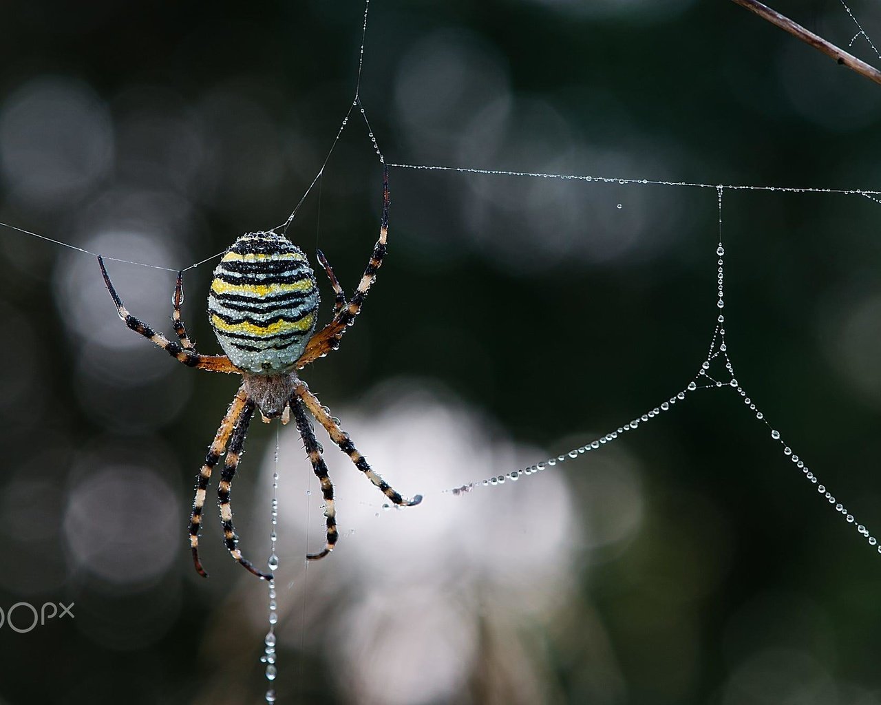 Обои макро, роса, капли, размытость, паук, паутина, leo pöcksteiner, macro, rosa, drops, blur, spider, web разрешение 2000x1328 Загрузить