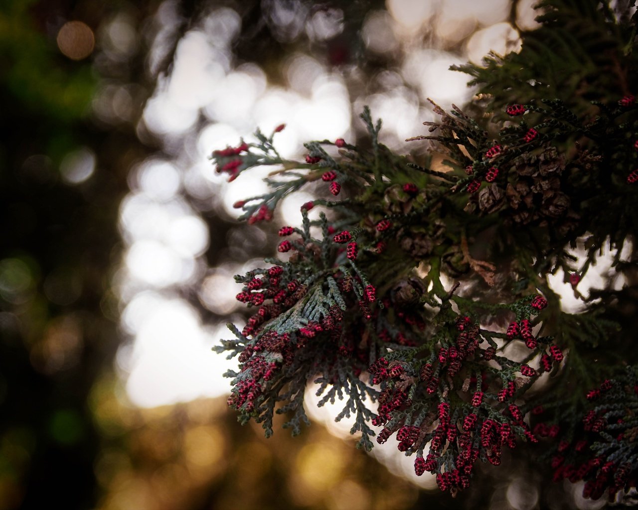 Обои ветки, шишки, дерева, ветвь, боке, с, красными, branches, bumps, wood, branch, bokeh, with, red разрешение 5184x3888 Загрузить