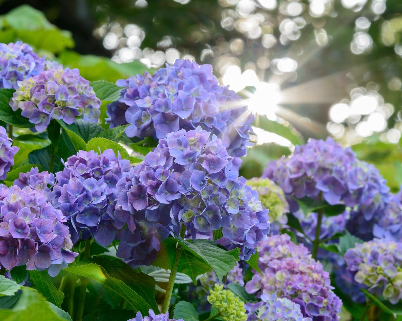 Обои цветы, лучи солнца, размытость, соцветия, гортензия, flowers, the rays of the sun, blur, inflorescence, hydrangea разрешение 2048x1367 Загрузить