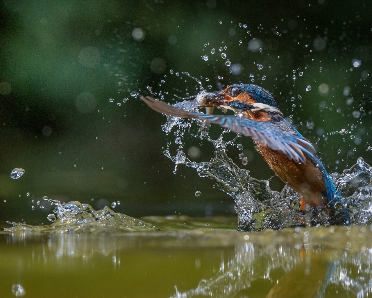 Обои вода, улов, полет, капли, крылья, брызги, птица, рыбка, зимородок, water, catch, flight, drops, wings, squirt, bird, fish, kingfisher разрешение 2048x1365 Загрузить