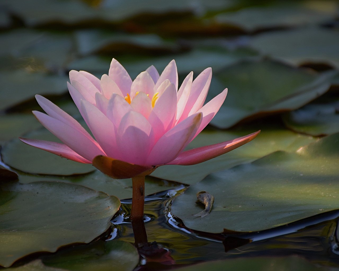 Обои вода, листья, цветок, лепестки, розовые, кувшинка, водяная лилия, water, leaves, flower, petals, pink, lily, water lily разрешение 4976x3113 Загрузить