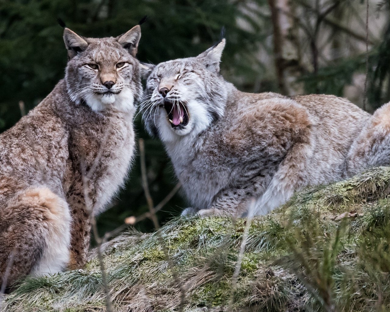 Обои рысь, пара, дикая кошка, рыси, lynx, pair, wild cat разрешение 2048x1152 Загрузить