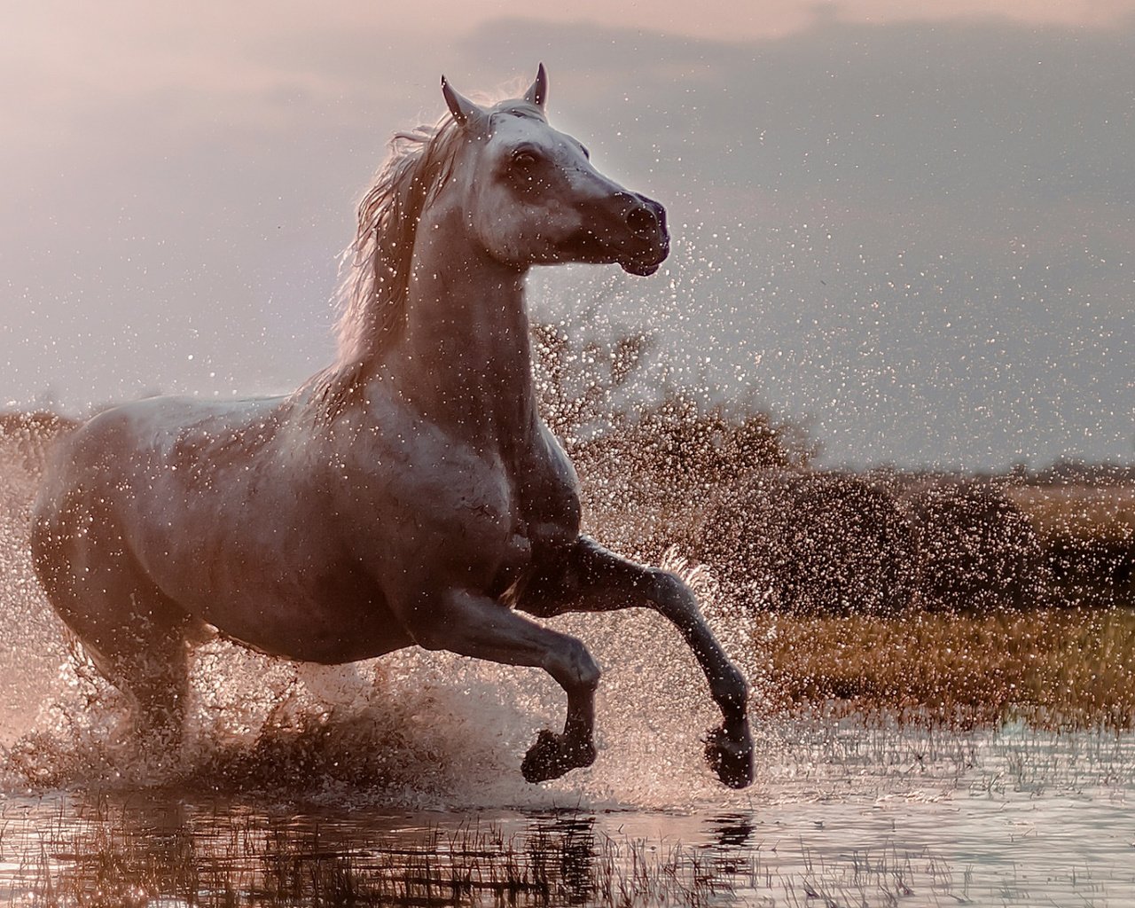 Обои брызги, конь, бег, squirt, horse, running разрешение 1920x1080 Загрузить