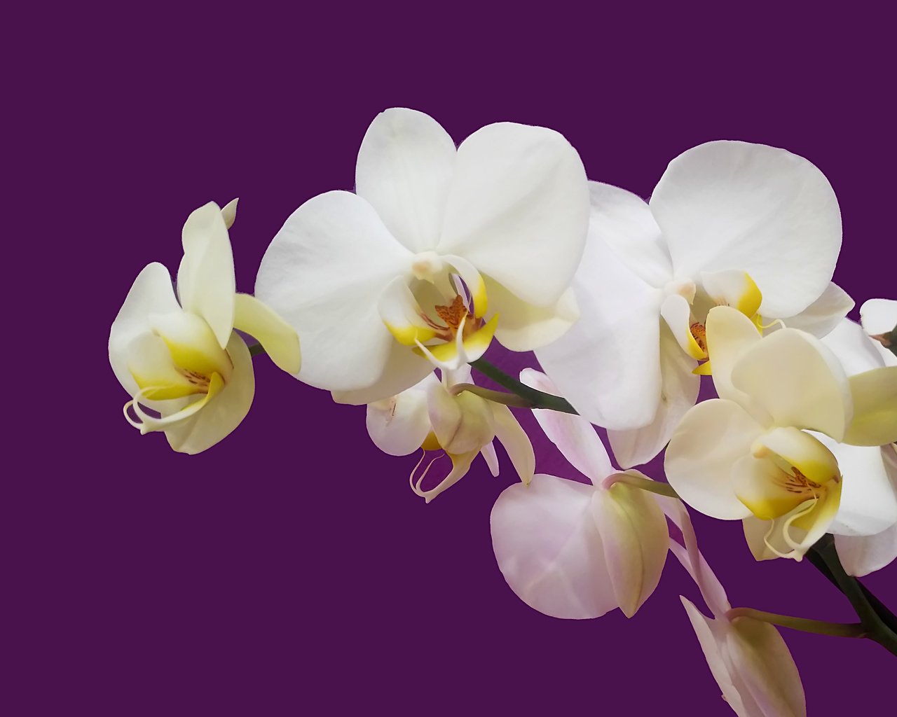 Обои орхидея белая на цветном фоне, white orchid on colored background разрешение 4124x2731 Загрузить