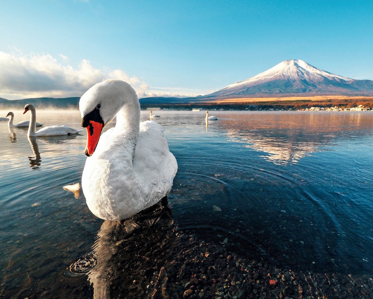 Обои снег, закат, гора, лебедь, лейка, заря, snow, sunset, mountain, swan, lake, dawn разрешение 2048x1365 Загрузить