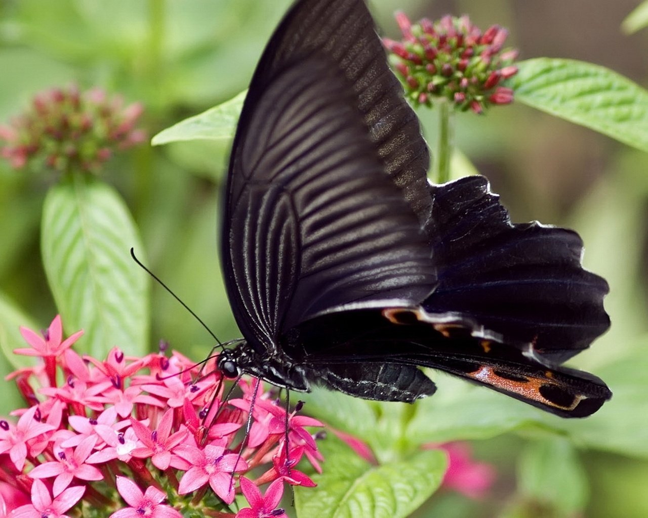 Обои цветы, насекомое, бабочка, крылья, flowers, insect, butterfly, wings разрешение 1920x1080 Загрузить