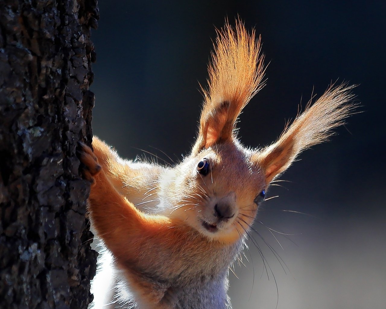 Обои ушки, животное, белка, зверек, белочка, грызун, ears, animal, protein, squirrel, rodent разрешение 1920x1080 Загрузить