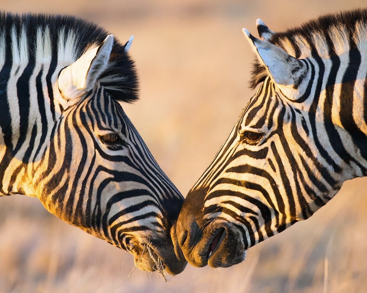 Обои зебра, африка, зебры, zebra, africa разрешение 1920x1080 Загрузить