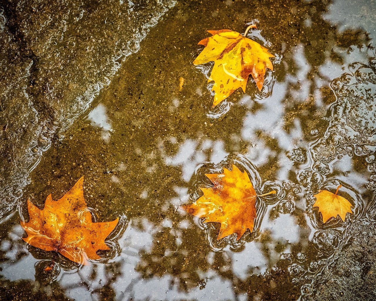 Обои листья, осень, клен, лужа, leaves, autumn, maple, puddle разрешение 1984x1323 Загрузить