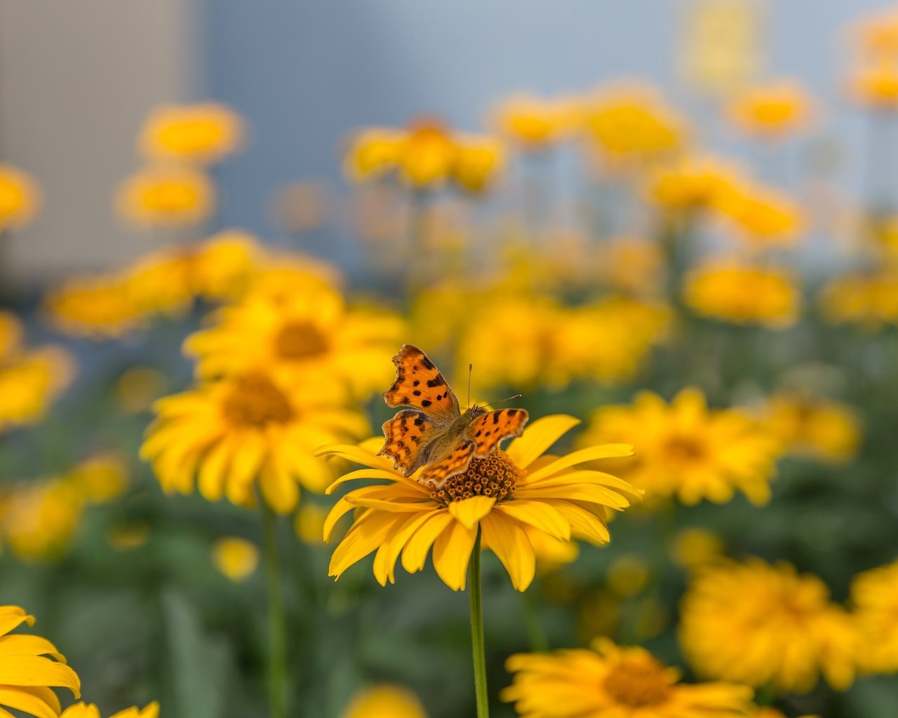 Обои цветы, макро, насекомое, лето, бабочка, желтые, боке, размытый фон, flowers, macro, insect, summer, butterfly, yellow, bokeh, blurred background разрешение 5760x3840 Загрузить