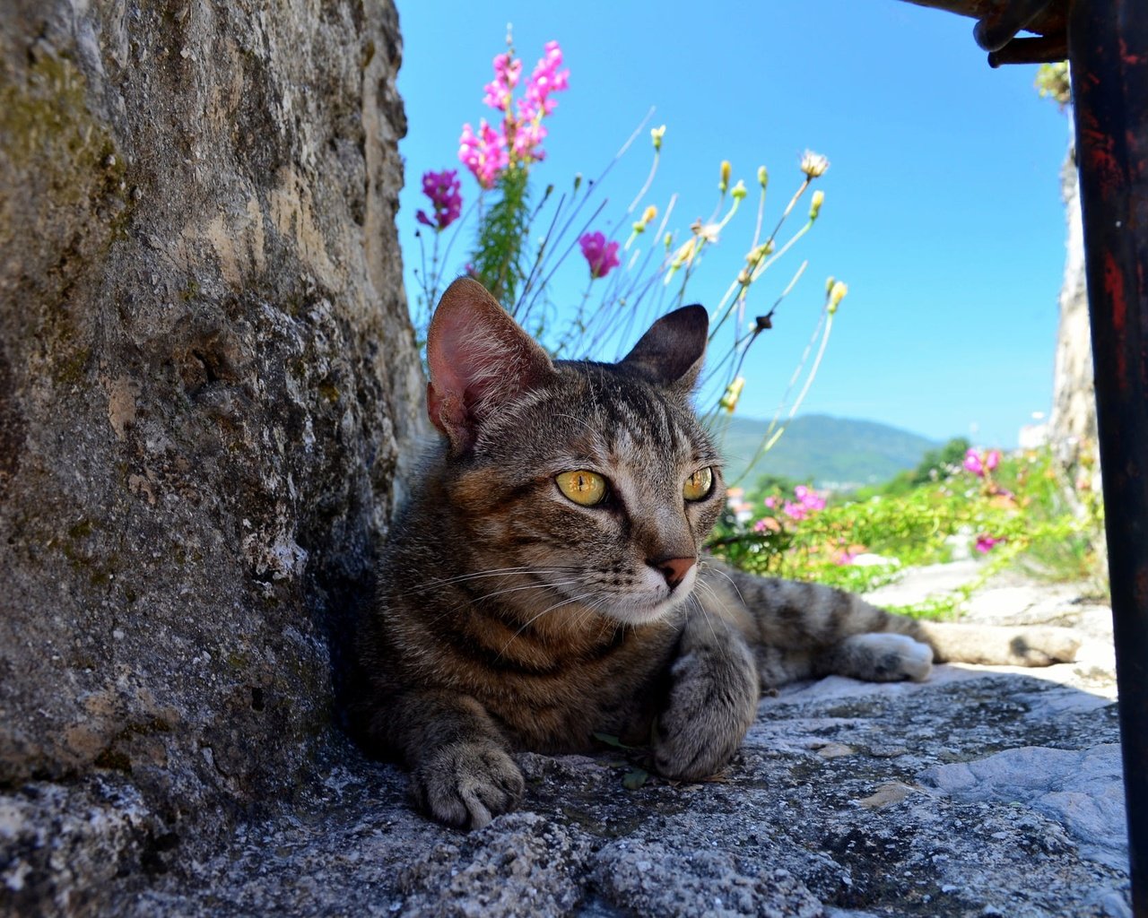 Обои цветы, природа, камни, кот, кошка, серый, полосатый, flowers, nature, stones, cat, grey, striped разрешение 2000x1325 Загрузить