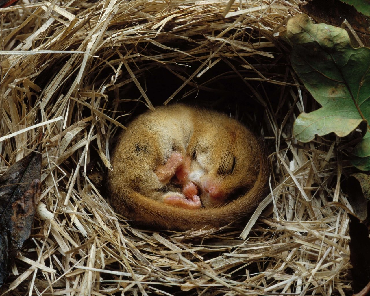 Обои грызун, rodent разрешение 4198x2362 Загрузить