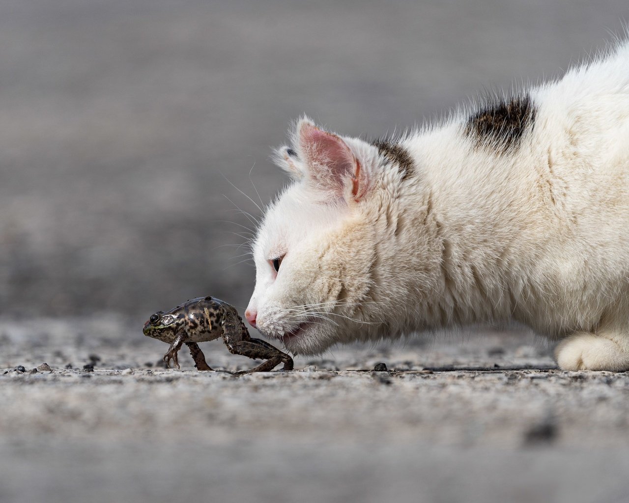 Обои морда, кот, кошка, котенок, лягушка, профиль, интерес, face, cat, kitty, frog, profile, interest разрешение 2048x1365 Загрузить