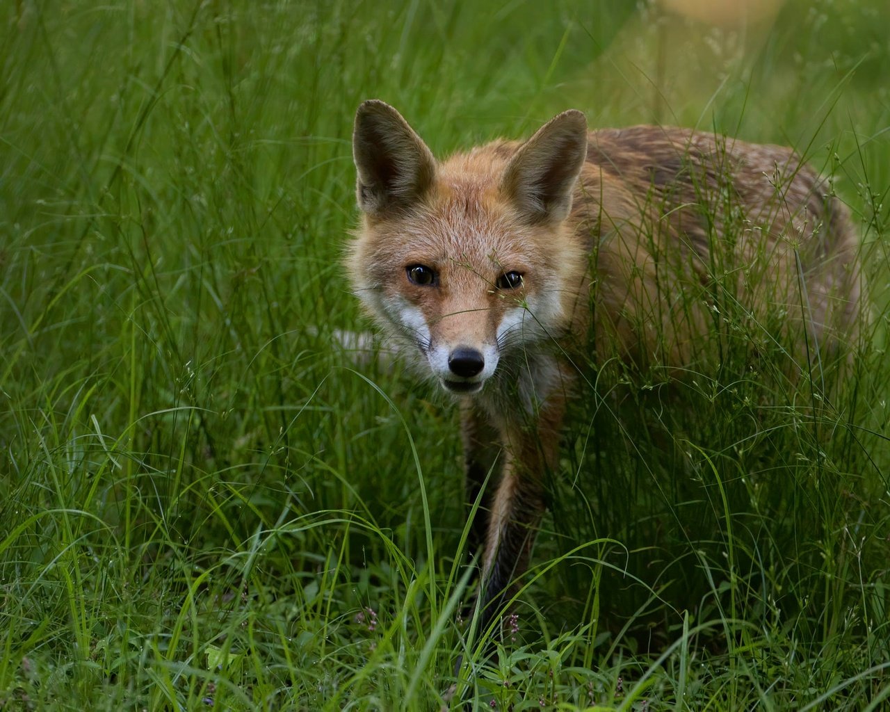 Обои морда, трава, взгляд, поляна, лиса, face, grass, look, glade, fox разрешение 2000x1334 Загрузить