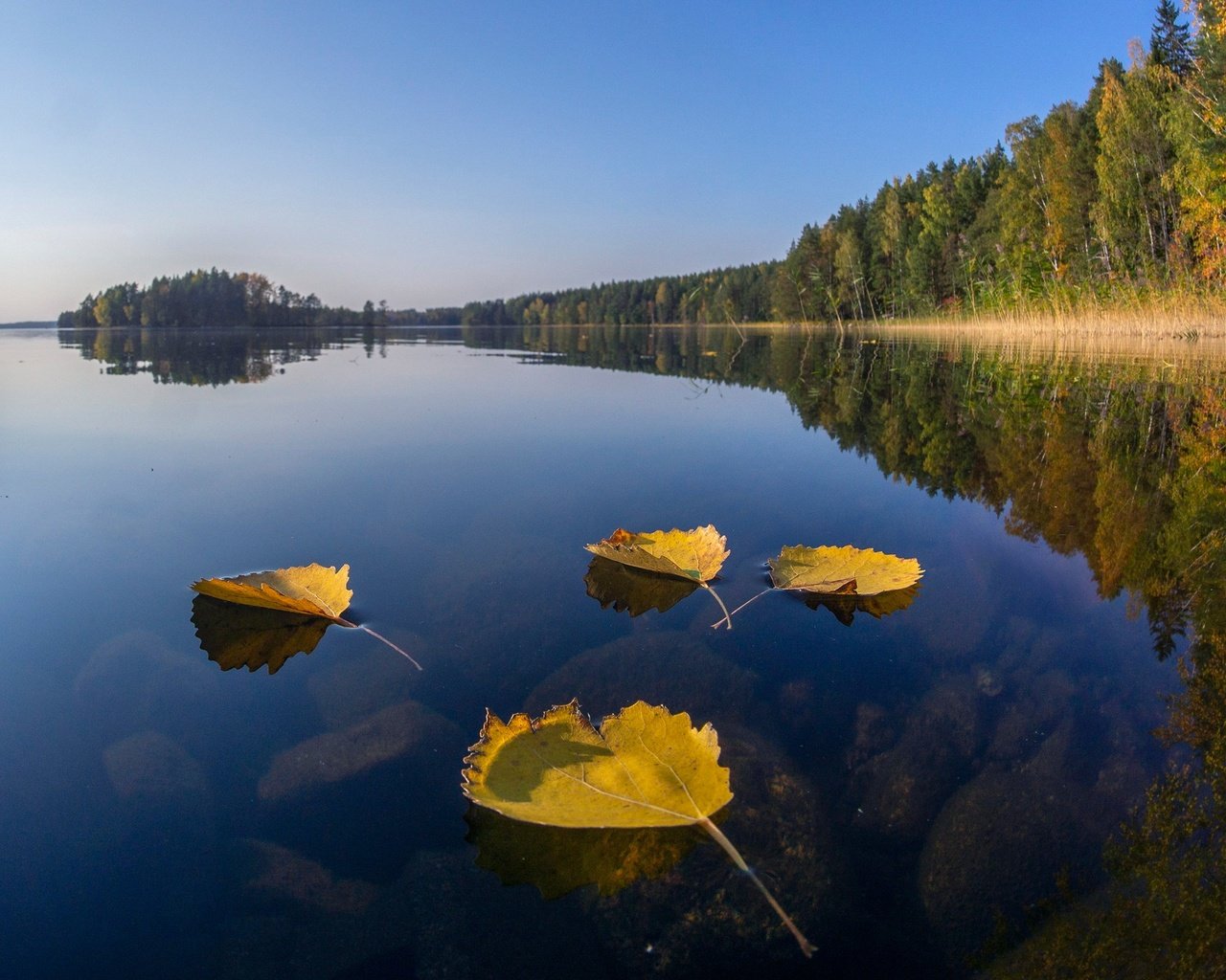 Обои озеро, лес, листья, отражение, осень, финляндия, lake, forest, leaves, reflection, autumn, finland разрешение 2560x1440 Загрузить